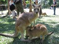 aussie_zoo26.jpg