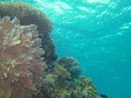 cairns_reef26.jpg